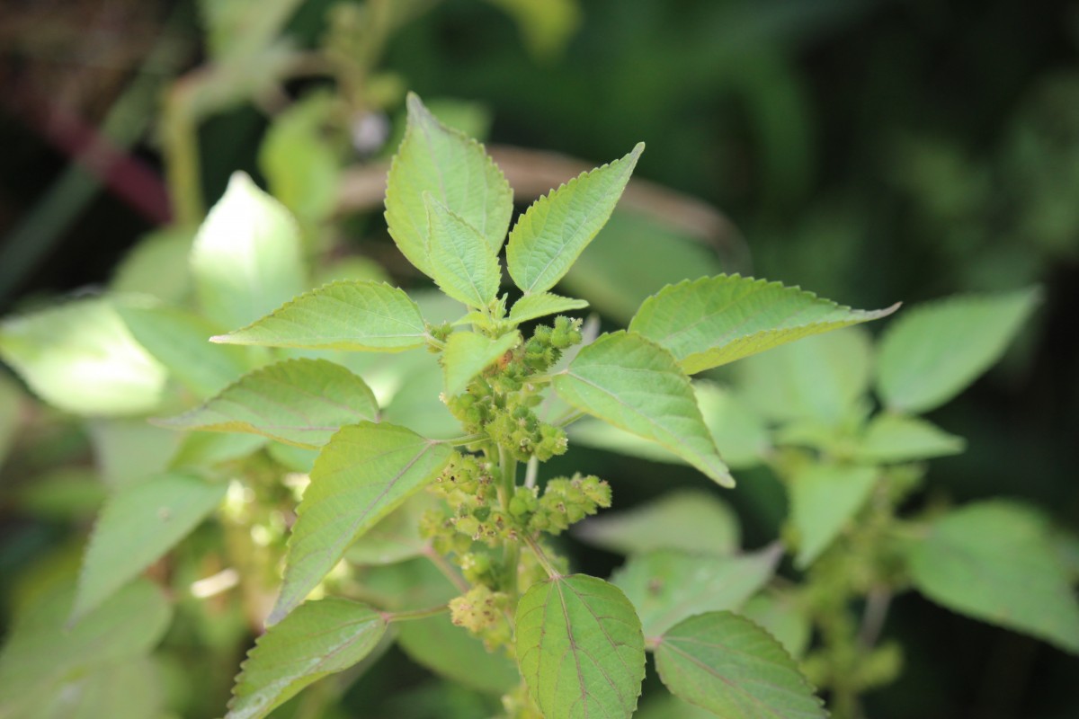 Acalypha ciliata Forssk.